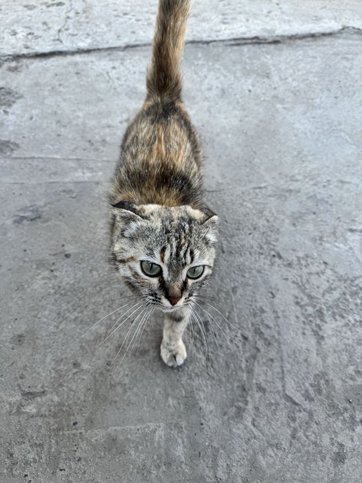 Отдам котёнка в добрые руки