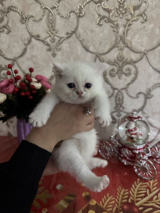 Котенок, кошки пародистые