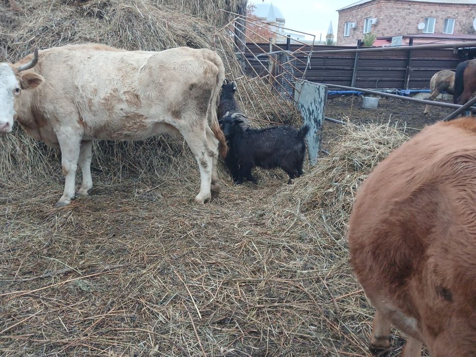 Продам корову с теленком