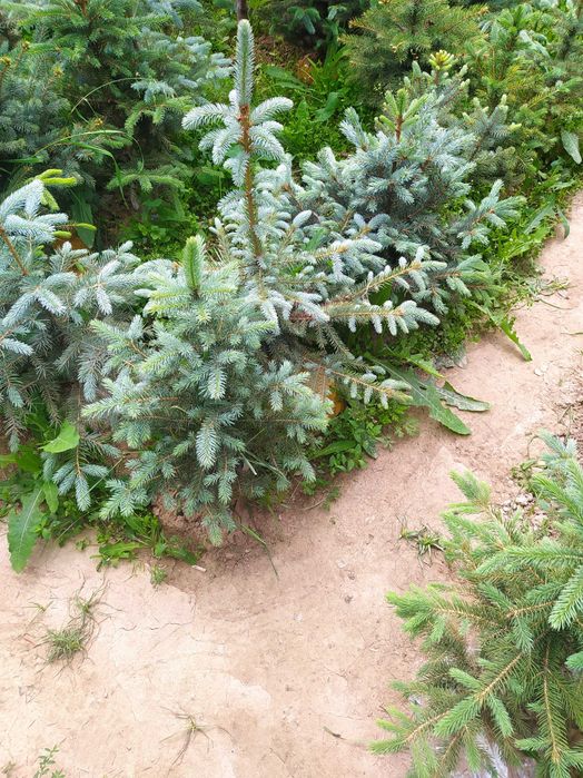 Голубой ель оптом и розницу