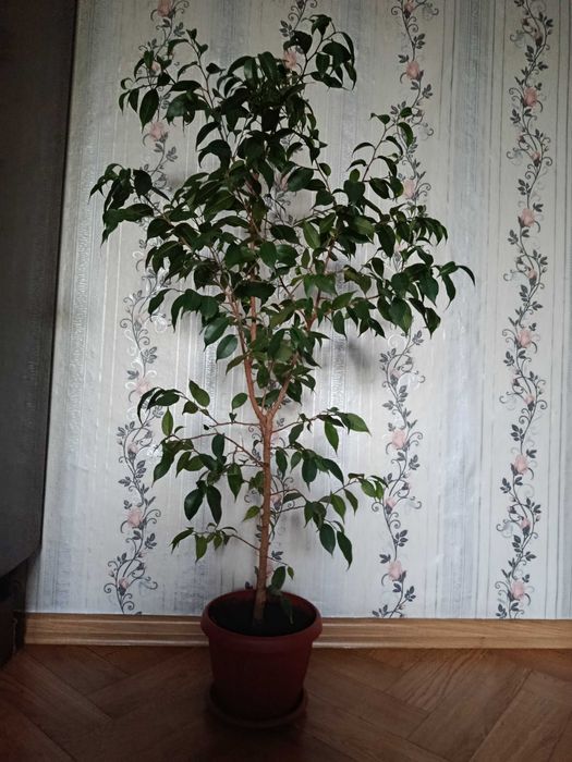 Продам фикус Бенджамина