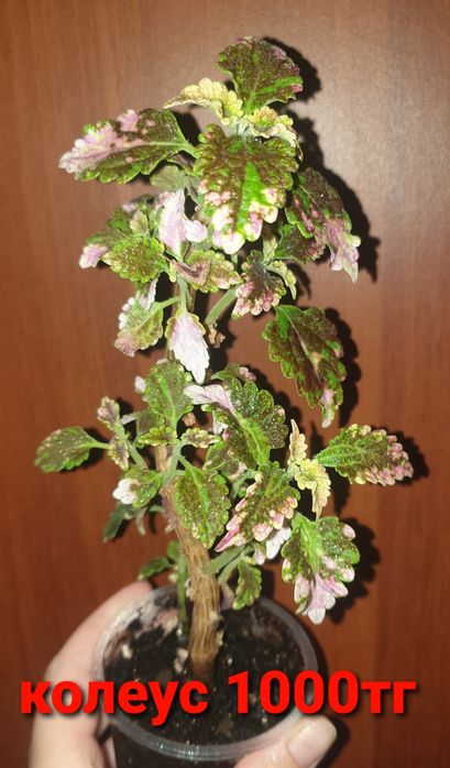 Комнатные растения