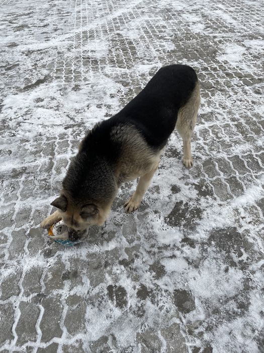 Красавчик жених ищет невесту для вязка/случка