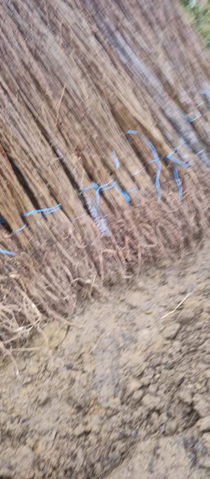 Puieți salcâm frasin tei fag carpen stejar mesteacăn plop brad molid