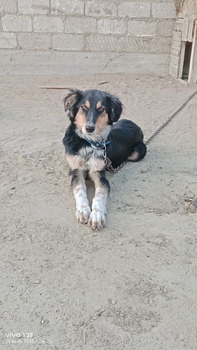 Тазы сатылады еркек