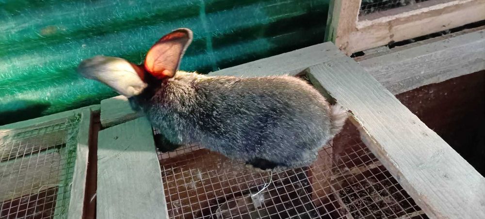 iepurași pui de uriaș de Transilvania cu uriaș german