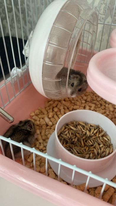Продам хомячков