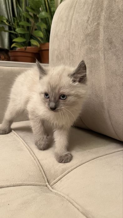 Мальчик Американский керл