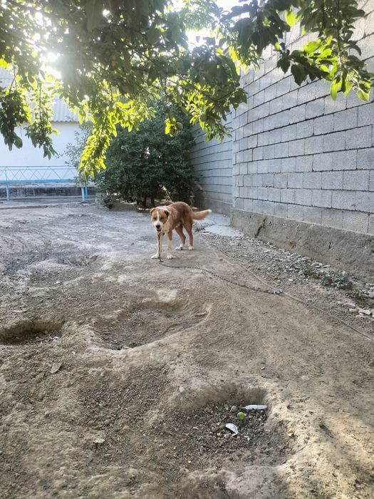 Ит саттылады ???