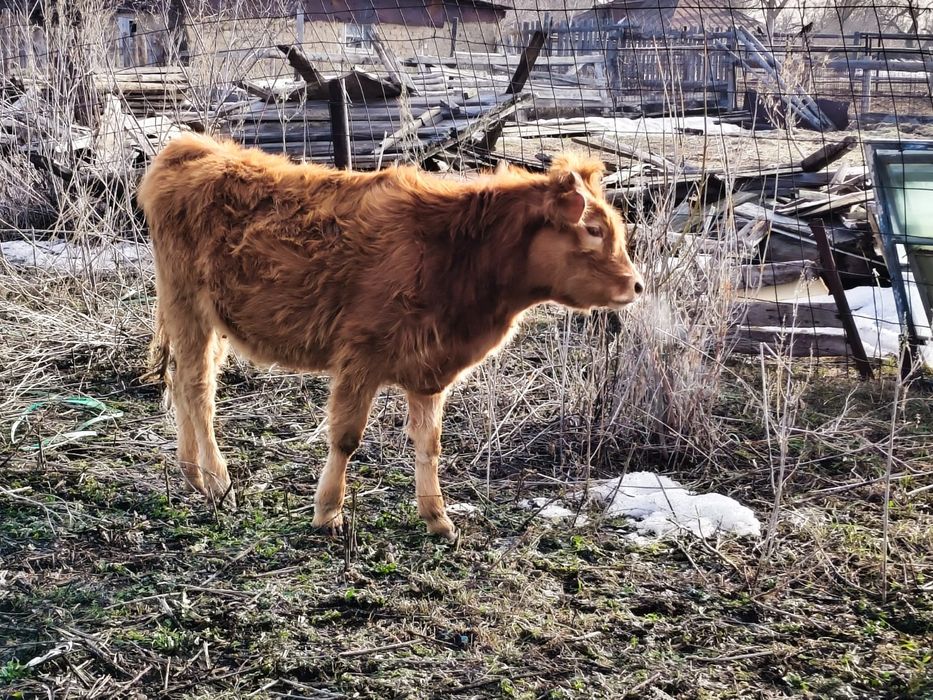 Продам коров с телятами