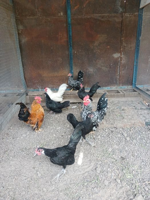 Продам  карликовых кур