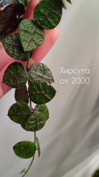 Дисхидия хирсута, хойя Матильда вар,   и др