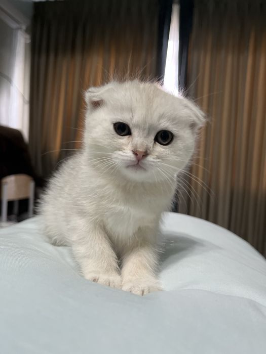 Продам котят британские веслоухих