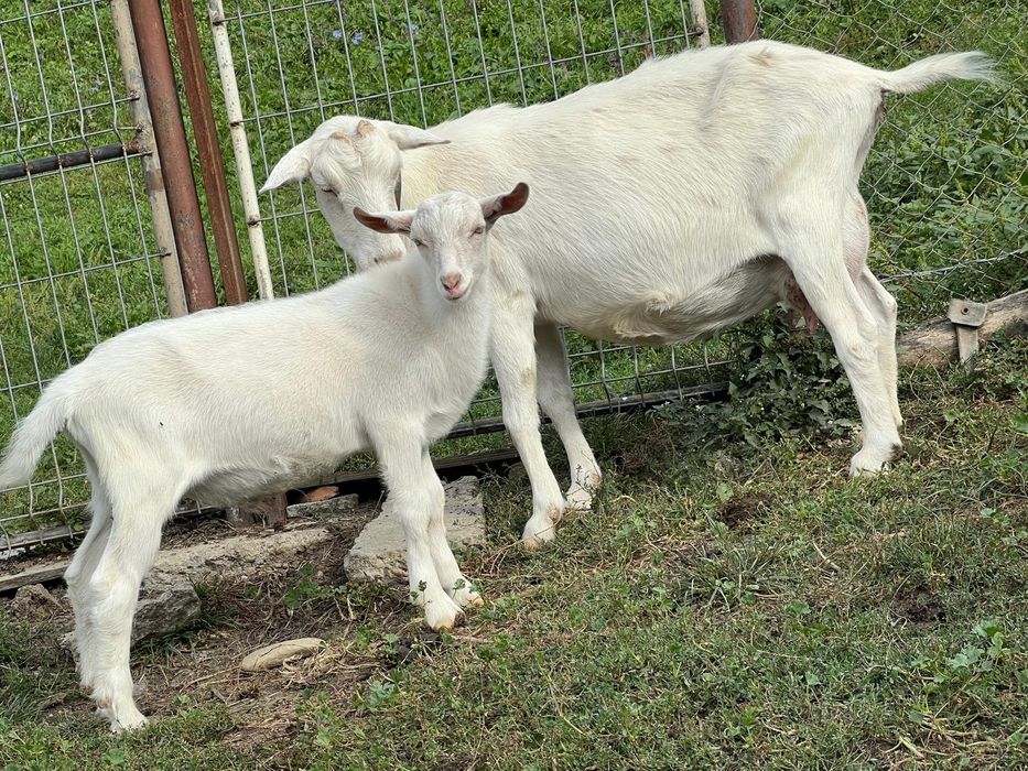 Capra de vanzare