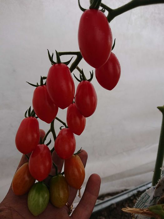 Дача в городе с баней и теплицей, 7 линия