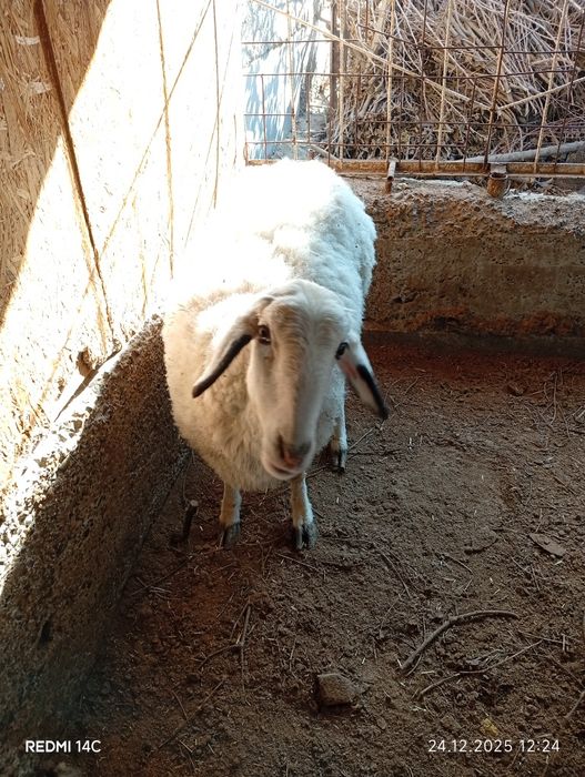 Бугоз экиззой куй сотилади тезда семиз соглом чиройли хонаки сифатли !
