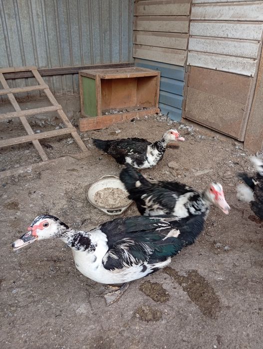 Мускусные утки ( индоутки).