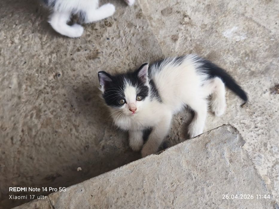 Отдам 4 котят в добрые руки