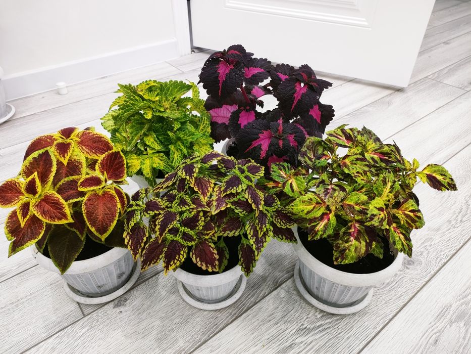 Сортовые колеусы. Доставка