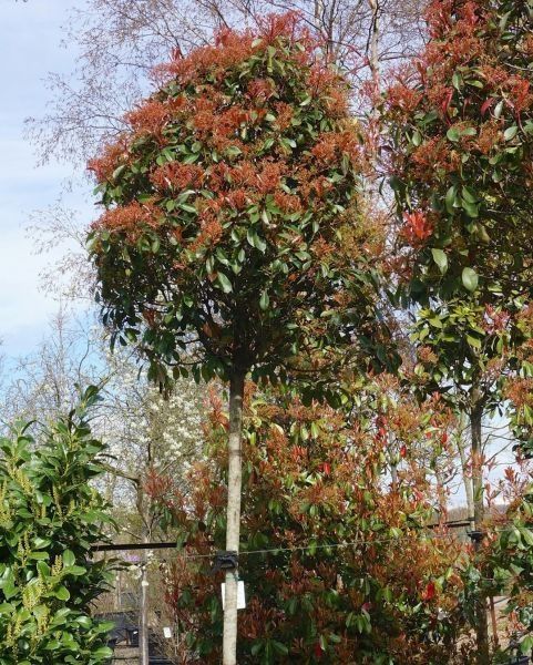 Amenajam gradini, proiectare peisagistica, gazon rulou, sisteme de irigare automatizate profesionale , plante  ornamentale de gradina, copaci, maslini