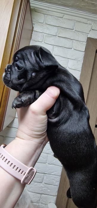 Французский бульдог