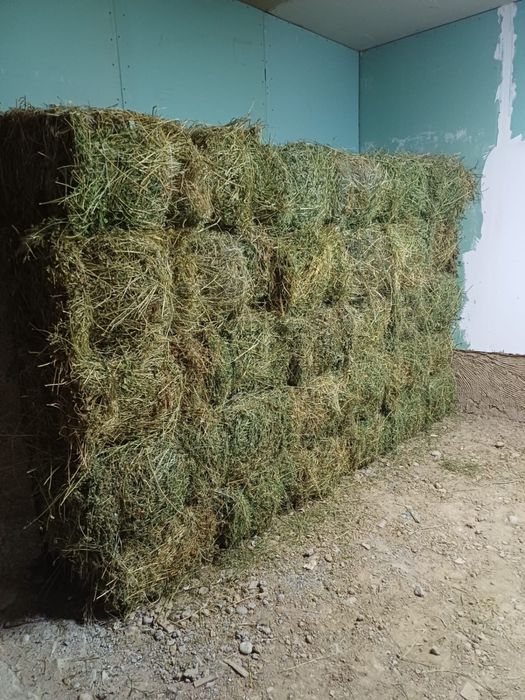 Шөп жоңышқа