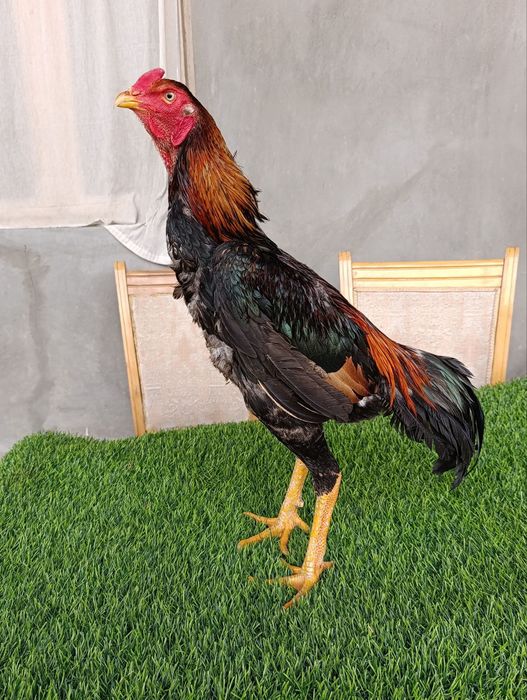 Dakan xoroz sotiladi