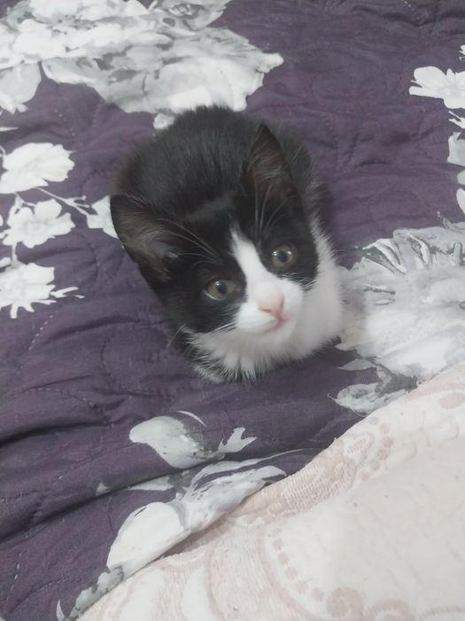 Маленькая кошечка девочка