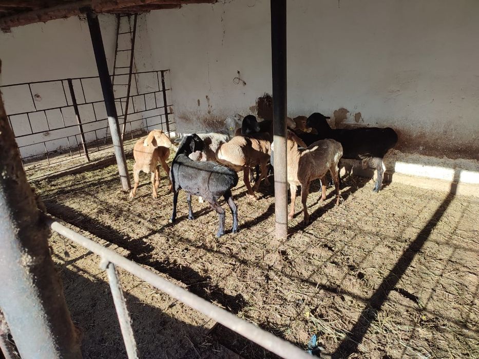 Кой бар. Бараны.