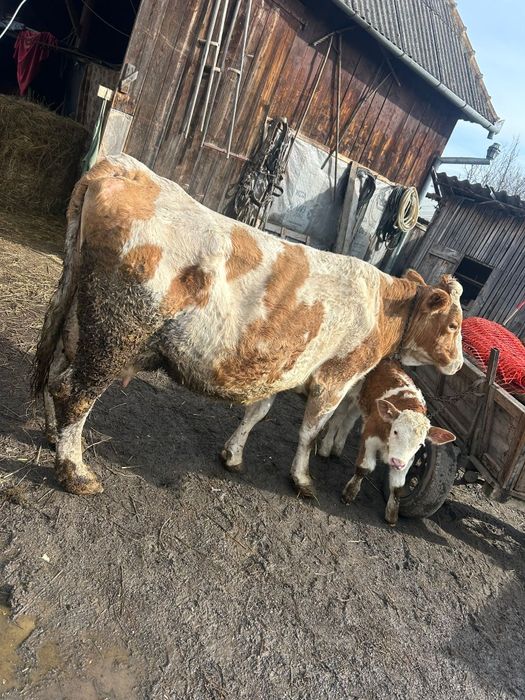 Vand vaca cu vitel