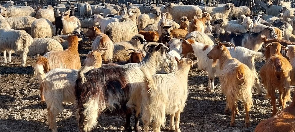 Vand sau schimb capre pe vaci si vitei