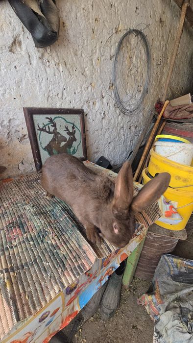 Iepuri fluture si berbec german