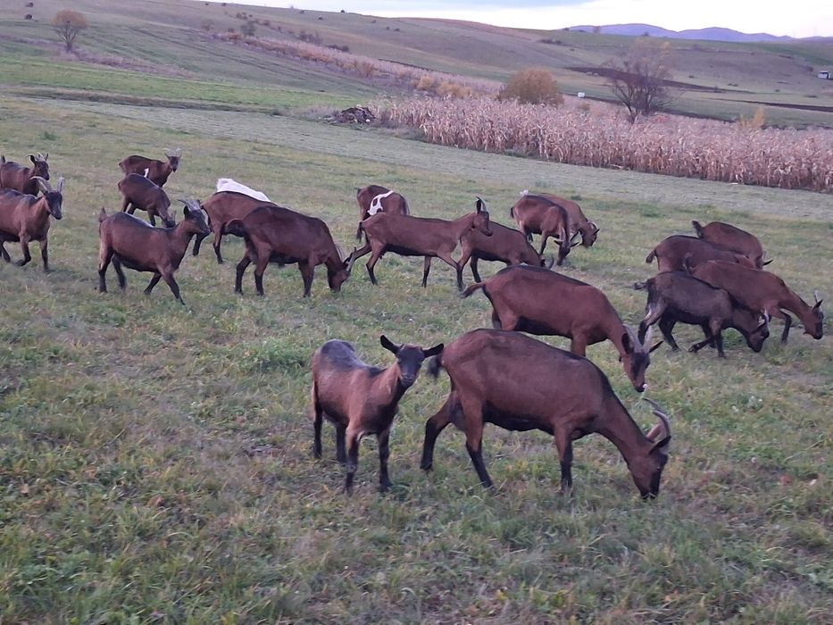 Capre tinere de vânzare
