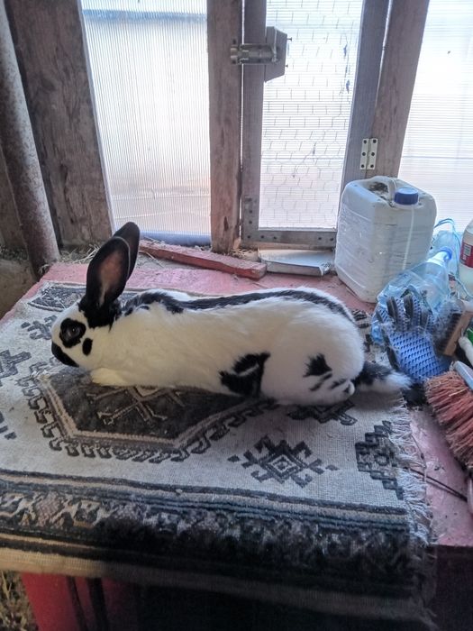 Fluture german pestrit