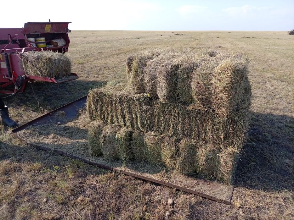 Продам сено в тюках и рулонах