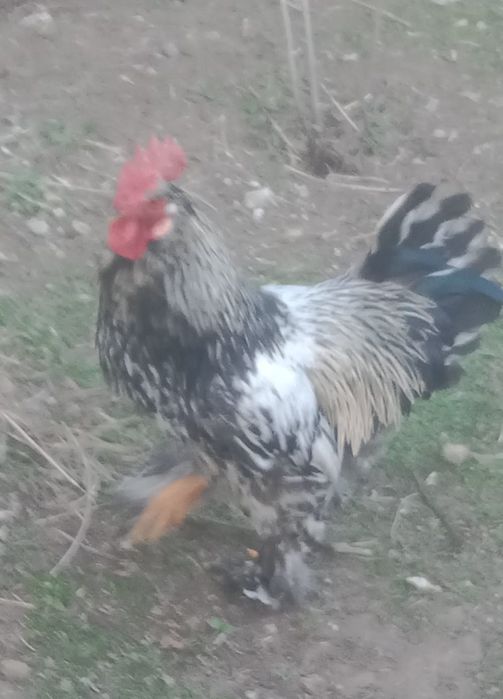 Молодые домашние  петушки