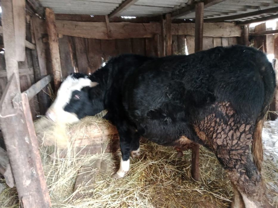 Продаётся бык черно-пестрой породы