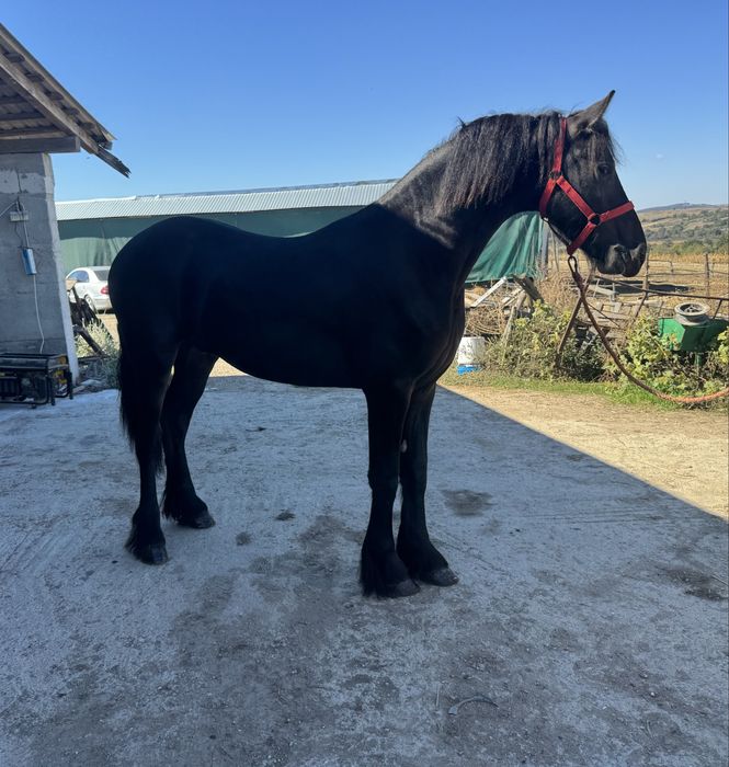 Manz Friesian / Frizian