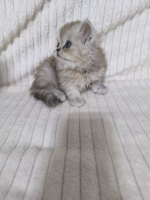 Персидские котята