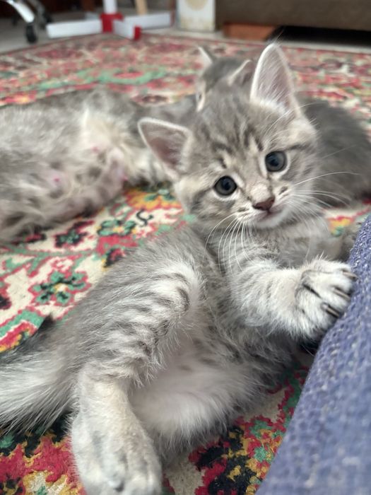 Милые котята ищут новый дом!