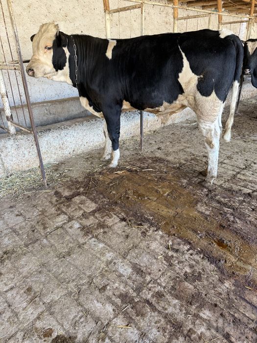Buqa 9 oylik gibrit semintalga rasiya buyi 125+ vazni 400 kg