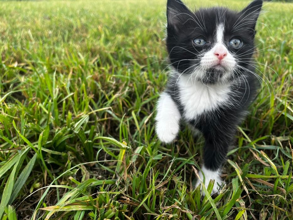 Котята ищут дом родились 20 апреля две девочки, один мальчик