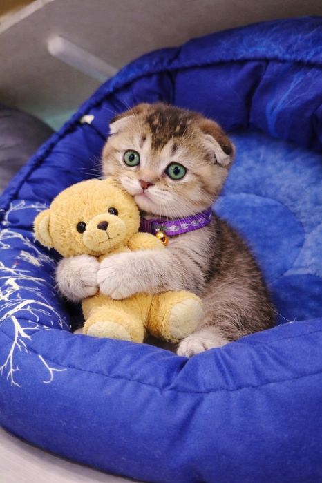 Золотая шиншилла  скотиш фолд