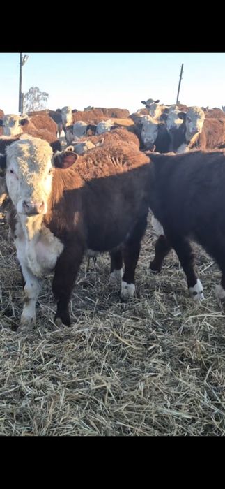 Ак бас букалар бычки сатылады.