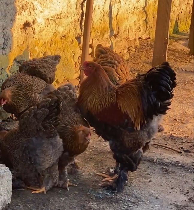 Oua brahma potarnichiu