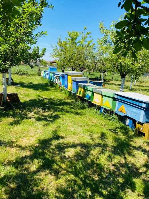 Vând stupina Pt mai multe detalii în privat