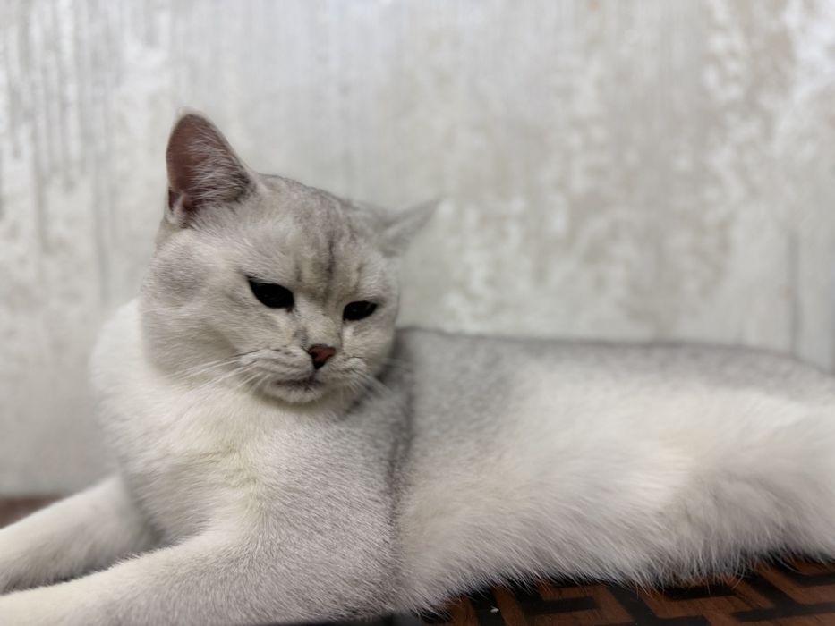 Кошка британская шиншилла