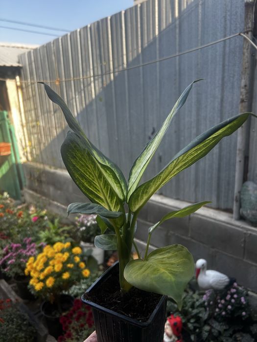 Комнатные цветы.