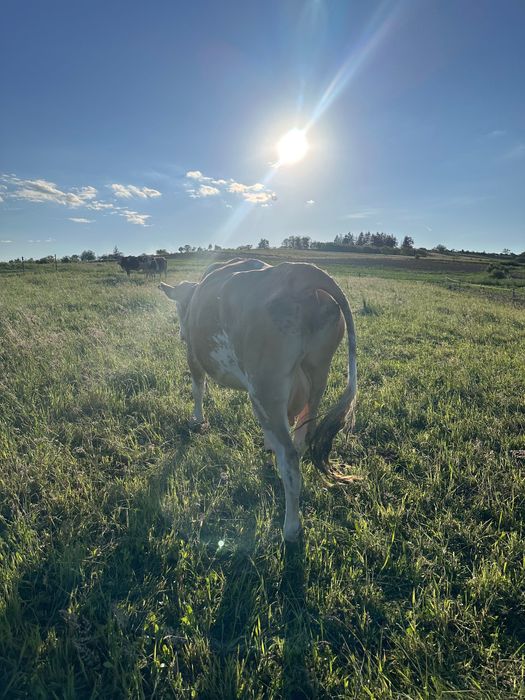 Vaca de 6 ani de vânzare