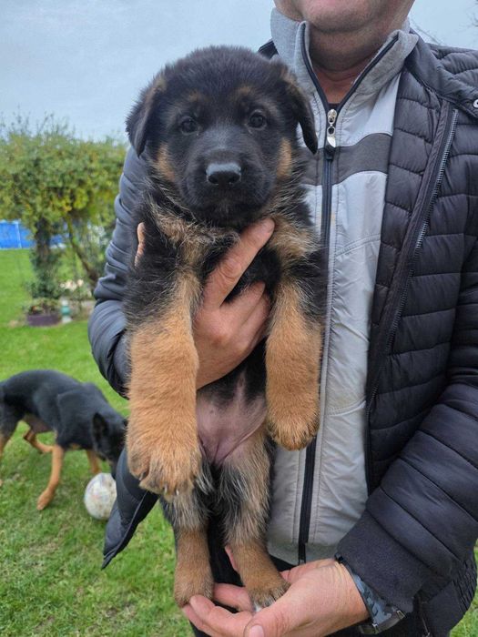 Страхотни малки НОК